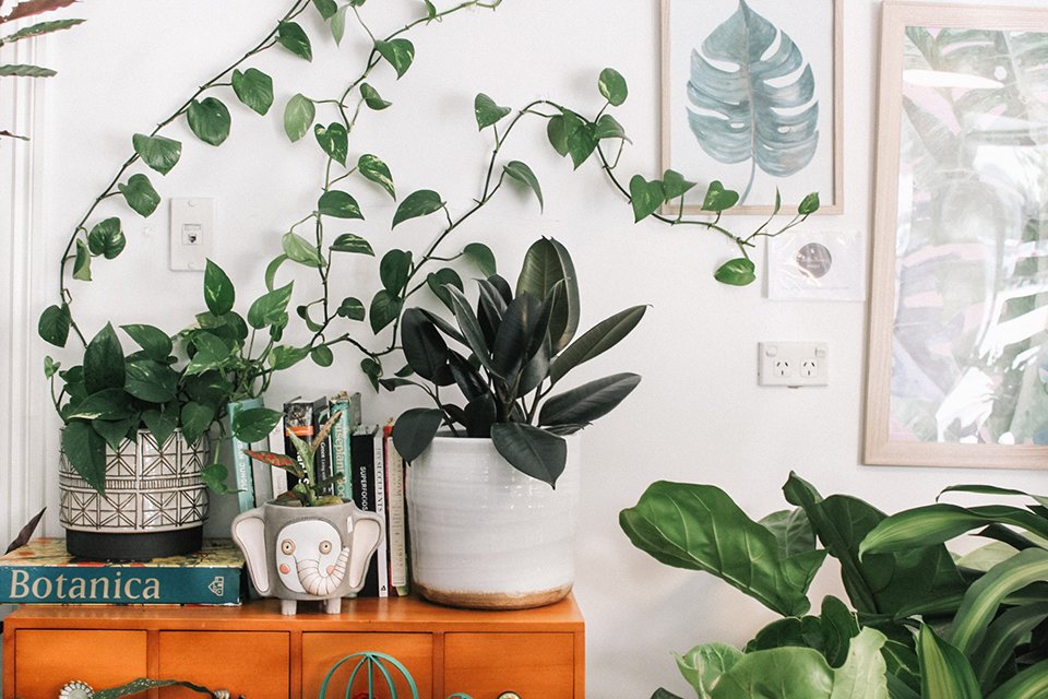 Las mejores plantas para interior Las mejores plantas para interior